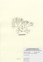 藏品(傘房龍鬚菜)的圖片